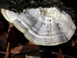 T. hirsuta – A closer view with a bit of side-lighting reveals the hairy zonate surface. T. hirsuta – A closer view with a bit of side-lighting reveals the hairy zonate surface.